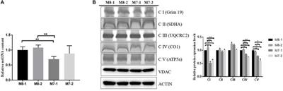 Mitochondrial DNA Haplogroup M7 Confers Disability in a Chinese Aging Population